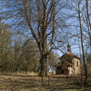 tree woody plant landscape trees