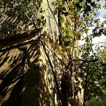 tree woody plant forest plant strangler vascular plant trees air plant tree woody plant forest plant strangler vascular plant trees air plant