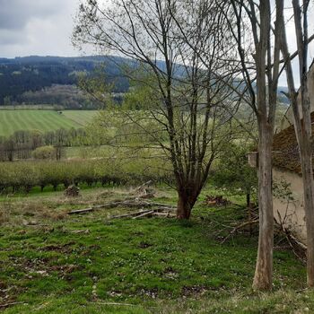 strom woody plant krajina tráva Les