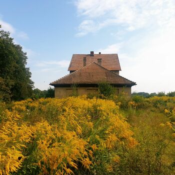 keř woody plant Gorse vascular plant krajina rostlina strom keř woody plant Gorse vascular plant krajina rostlina strom