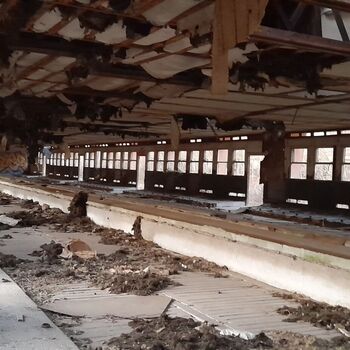 Calf (2025) Calf (2025)