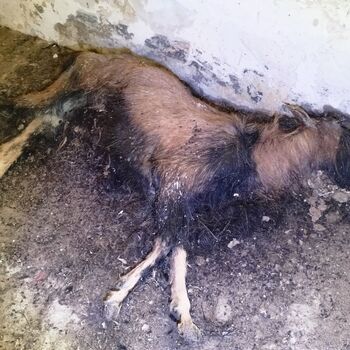 sheepfold - dead animals