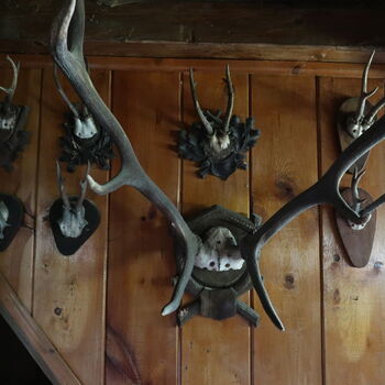 A grove in the borderlands.