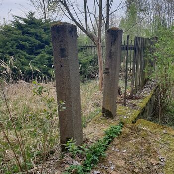 strom Les stromy krajina červa plot plot