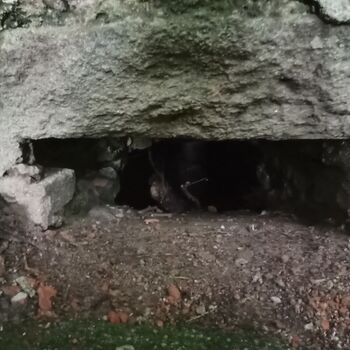 ruins of the blue house