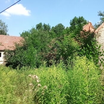 strom vascular plant woody plant krajina rostlina Les