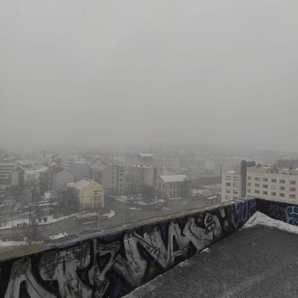 Palm tree in the snow Palm tree in the snow