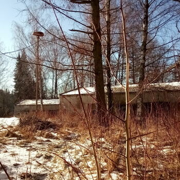 strom sníh krajina stromy zima Les