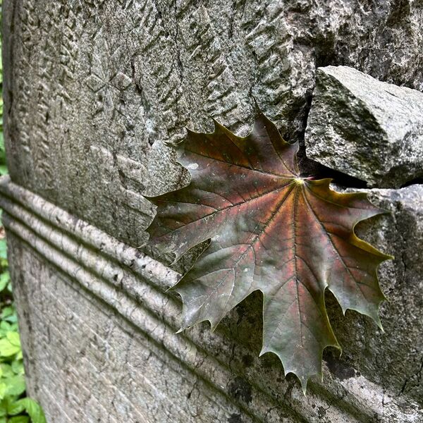 Židovský hřbitov🪦