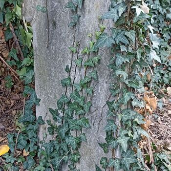 Jüdischer Friedhof 2024