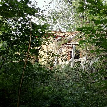 strom woody plant Les vascular plant krajina