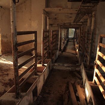 Schweinehüter Schweinehüter