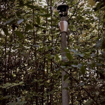strom woody plant strom woody plant