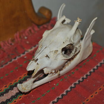 A grove in the Sudetenland.