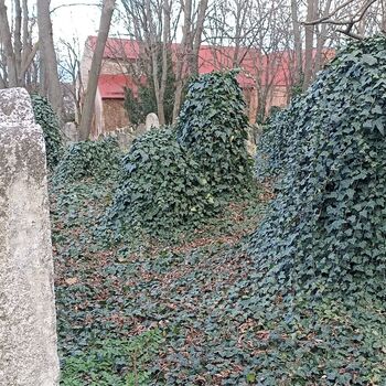 Jüdischer Friedhof 2024