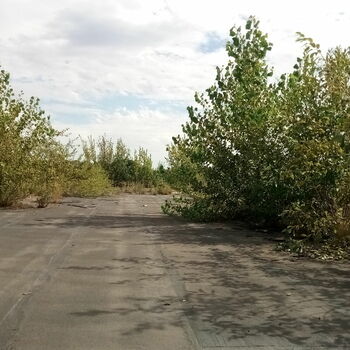 strom woody plant vascular plant krajina strom woody plant vascular plant krajina