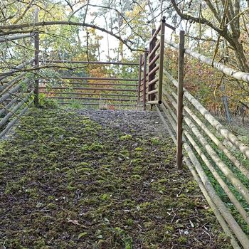 Wurm-Zaun Zaun Zaun Barrier Baum Wald