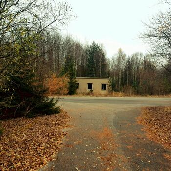 strom stromy Les krajina Parková lavička