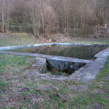zeď Les krajina strom
