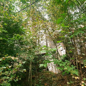 strom woody plant vascular plant Les rostlina strom woody plant vascular plant Les rostlina