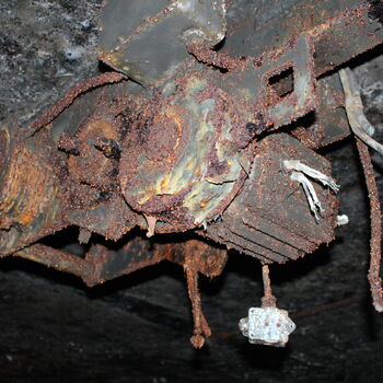 arthropod crustacean invertebrate insect