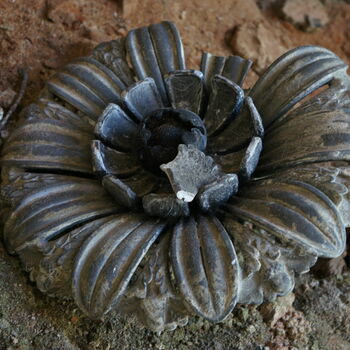 měkkýš bezobratlí chambered nautilus Shell