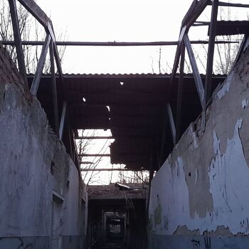 Calf (2025) Calf (2025)