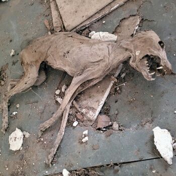 Dům v Praze obklopen šípky.