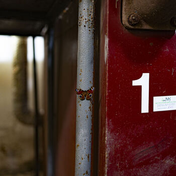 Ich habe gehört, es sei ein Krankenhaus für geistig behinderte Kinder.