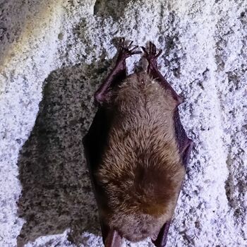 Kaolinminen - Sehen Sie sich das Video an.