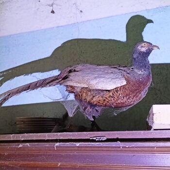 Spitzenschiff 9z10ti...