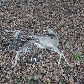 Statek u Trabanta III.