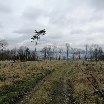 strom obloha krajina strom obloha krajina