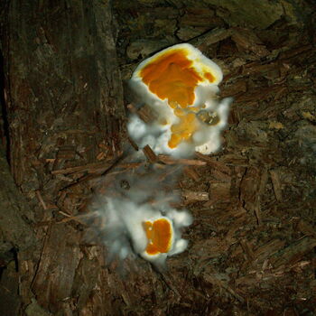 Richard Underground Factory