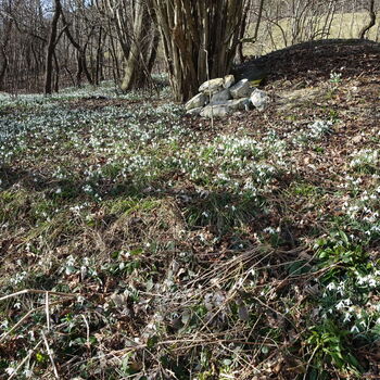 Hájovna ve stráni.