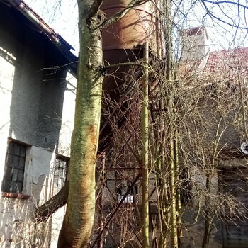 Abandoned cowshed and small abandoned plot 2021