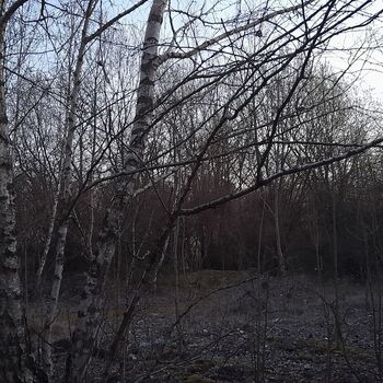 Calf (2025) Calf (2025)