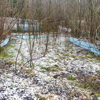 tree forest landscape land swamp