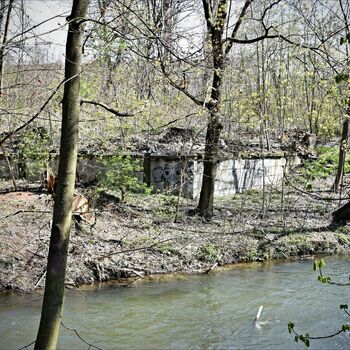 swamp tree wetland land forest river water landscape