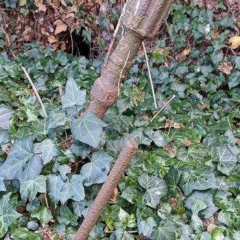 Jüdischer Friedhof 2024