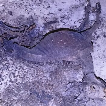 sheepfold - dead animals