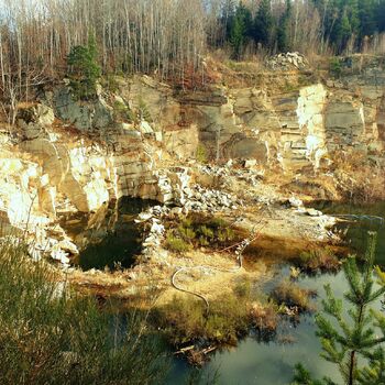 bažina mokřadní země řeka Les krajina voda strom