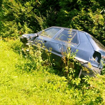 grass rapeseed grass rapeseed