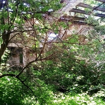 tree woody plant forest vascular plant