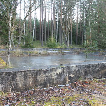 forest tree land swamp landscape