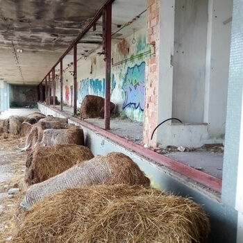 seno krmiva informační kanál pole sláma farma zemědělství venkova sklizeň balíky Bale pšenice venkov jídlo tráva seno krmiva informační kanál pole sláma farma zemědělství venkova sklizeň balíky Bale pšenice venkov jídlo tráva