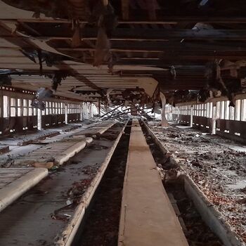 Calf (2025) Calf (2025)