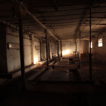 Schweinehüter Schweinehüter