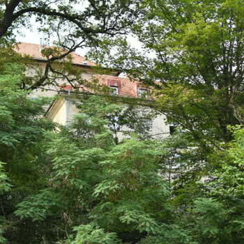 strom woody plant vascular plant