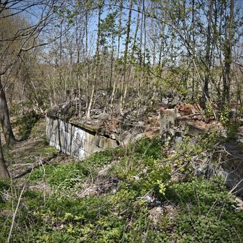 tree forest landscape